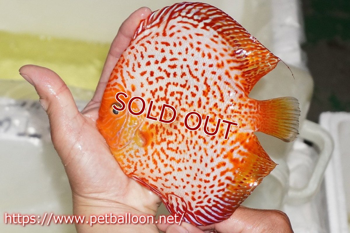 画像2: 【ディスカス】【通販】ピジョンスカーレットスネーク ハイフォーム【個体販売】16-17cm（生体）マレーシア　NAディスカスファーム (2)