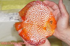 画像3: 【ディスカス】【通販】ピジョンスカーレットスネーク ハイフォーム【個体販売】16-17cm（生体）マレーシア　NAディスカスファーム (3)