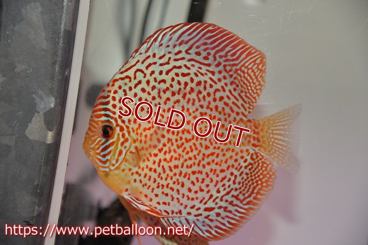 画像2: 【ディスカス】【通販】サクラレッドスポットグリーン　ハイフォーム【個体ペア販売】14-15cm（生体）マレーシア　KLディスカスファーム (2)