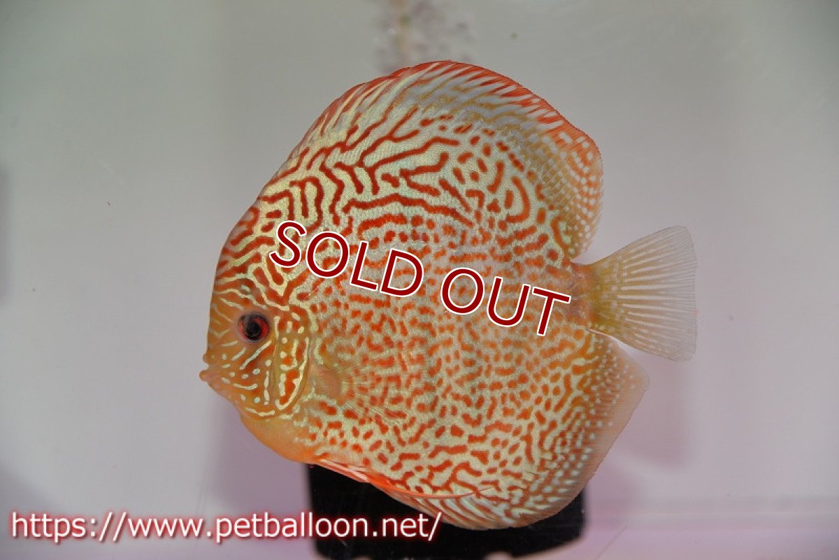 画像5: 【ディスカス】【通販】サクラレッドスポットグリーン　ハイフォーム【個体ペア販売】14-15cm（生体）マレーシア　KLディスカスファーム (5)