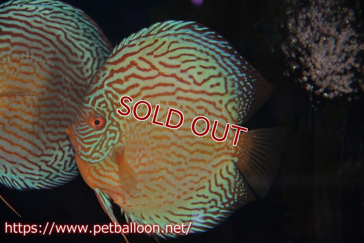 画像2: 【ディスカス】【通販】アルタムスターライトレッドターコイズ ハイフォーム（コンテストグレード）【個体ペア販売】16-17cm（生体）マレーシア　NAディスカスファーム (2)