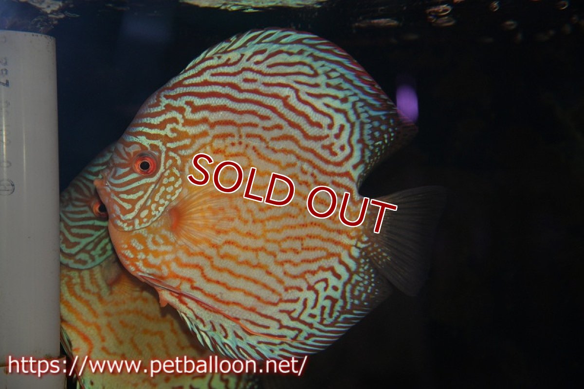 画像5: 【ディスカス】【通販】アルタムスターライトレッドターコイズ ハイフォーム（コンテストグレード）【個体ペア販売】16-17cm（生体）マレーシア　NAディスカスファーム (5)