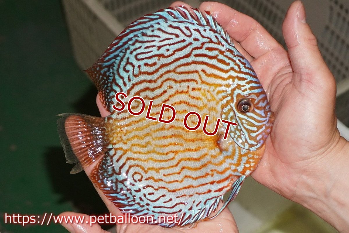 画像7: 【ディスカス】【通販】アルタムスターライトレッドターコイズ ハイフォーム（コンテストグレード）【個体ペア販売】16-17cm（生体）マレーシア　NAディスカスファーム (7)