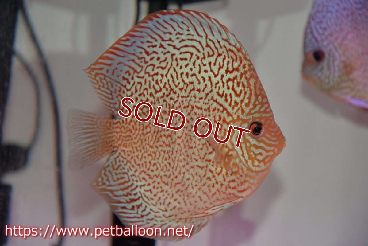 画像2: 【ディスカス】【通販】【産卵孵化経験あり】マジェスティックファイヤー（スーパーファインパターン＆ハイフォーム）【個体ペア販売】13cm（生体）マレーシア　NAディスカスファーム (2)