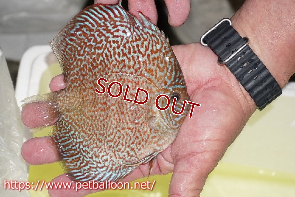 画像4: 【ディスカス】【通販】【産卵孵化経験あり】マジェスティックファイヤー（スーパーファインパターン＆ハイフォーム）【個体ペア販売】13cm（生体）マレーシア　NAディスカスファーム (4)