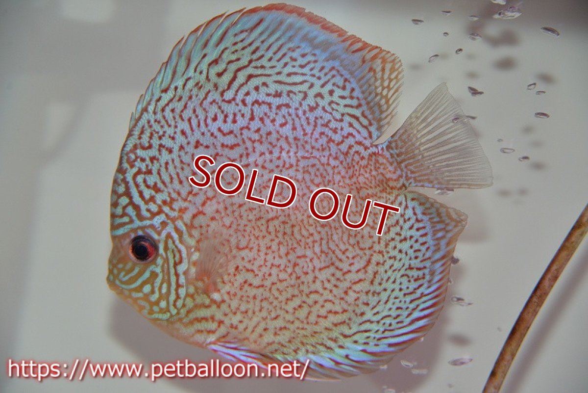 画像5: 【ディスカス】【通販】【産卵孵化経験あり】マジェスティックファイヤー（スーパーファインパターン＆ハイフォーム）【個体ペア販売】13cm（生体）マレーシア　NAディスカスファーム (5)