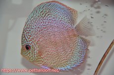画像5: 【ディスカス】【通販】【産卵孵化経験あり】マジェスティックファイヤー（スーパーファインパターン＆ハイフォーム）【個体ペア販売】13cm（生体）マレーシア　NAディスカスファーム (5)