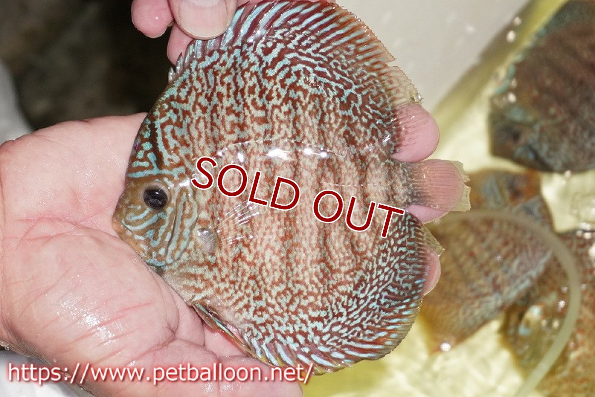 画像6: 【ディスカス】【通販】【産卵孵化経験あり】マジェスティックファイヤー（スーパーファインパターン＆ハイフォーム）【個体ペア販売】13cm（生体）マレーシア　NAディスカスファーム (6)