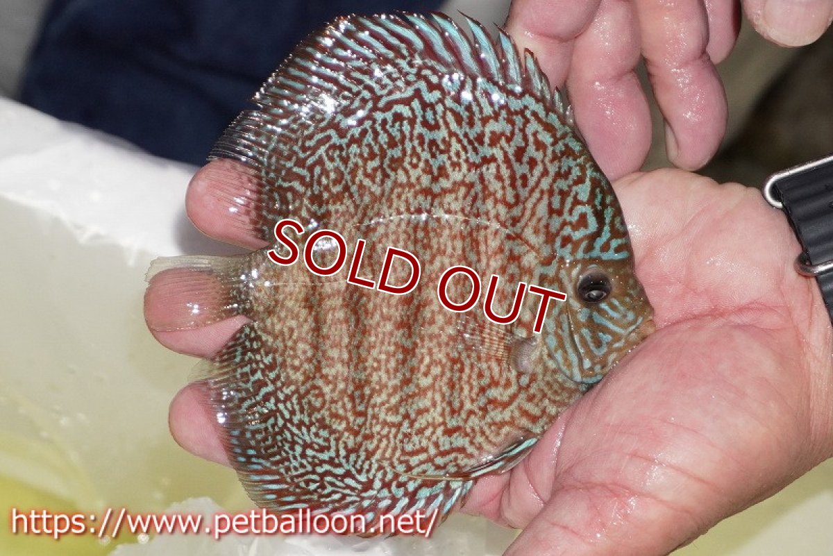 画像7: 【ディスカス】【通販】【産卵孵化経験あり】マジェスティックファイヤー（スーパーファインパターン＆ハイフォーム）【個体ペア販売】13cm（生体）マレーシア　NAディスカスファーム (7)