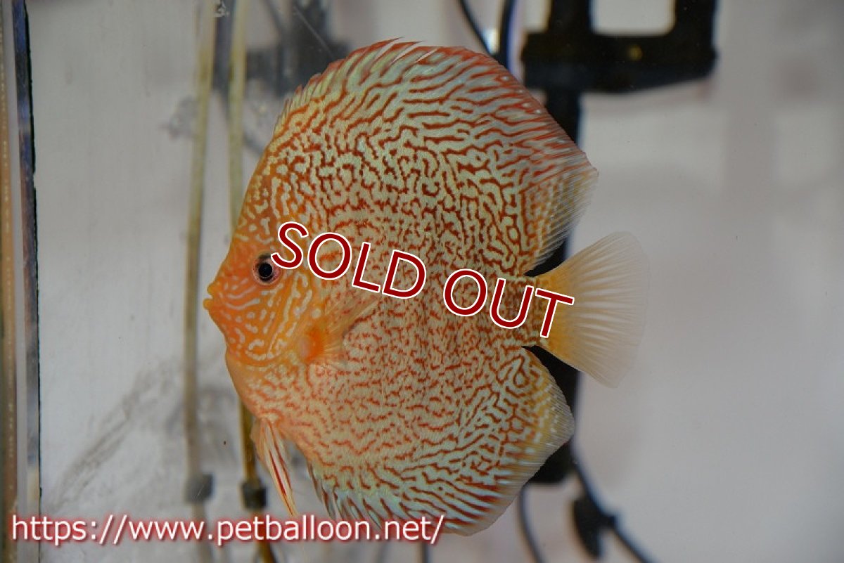 画像2: 【ディスカス】【通販】【産卵孵化経験あり】マジェスティックファイヤー（スーパーファインパターン＆ハイフォーム）【個体ペア販売】13cm（生体）マレーシア　NAディスカスファーム (2)