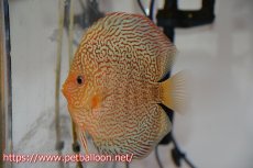 画像2: 【ディスカス】【通販】【産卵孵化経験あり】マジェスティックファイヤー（スーパーファインパターン＆ハイフォーム）【個体ペア販売】13cm（生体）マレーシア　NAディスカスファーム (2)