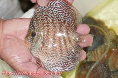 画像3: 【ディスカス】【通販】【産卵孵化経験あり】マジェスティックファイヤー（スーパーファインパターン＆ハイフォーム）【個体ペア販売】13cm（生体）マレーシア　NAディスカスファーム (3)