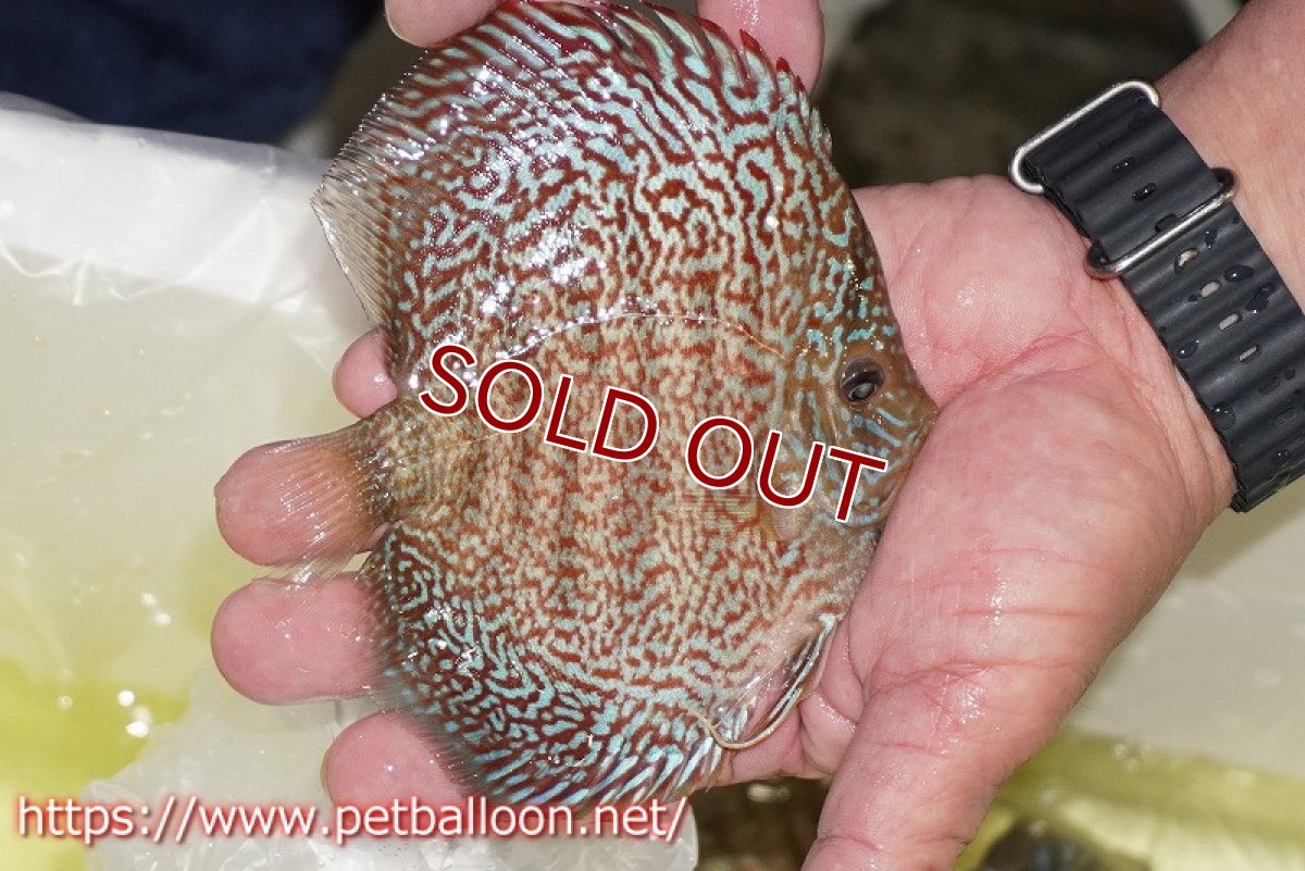 画像4: 【ディスカス】【通販】【産卵孵化経験あり】マジェスティックファイヤー（スーパーファインパターン＆ハイフォーム）【個体ペア販売】13cm（生体）マレーシア　NAディスカスファーム (4)