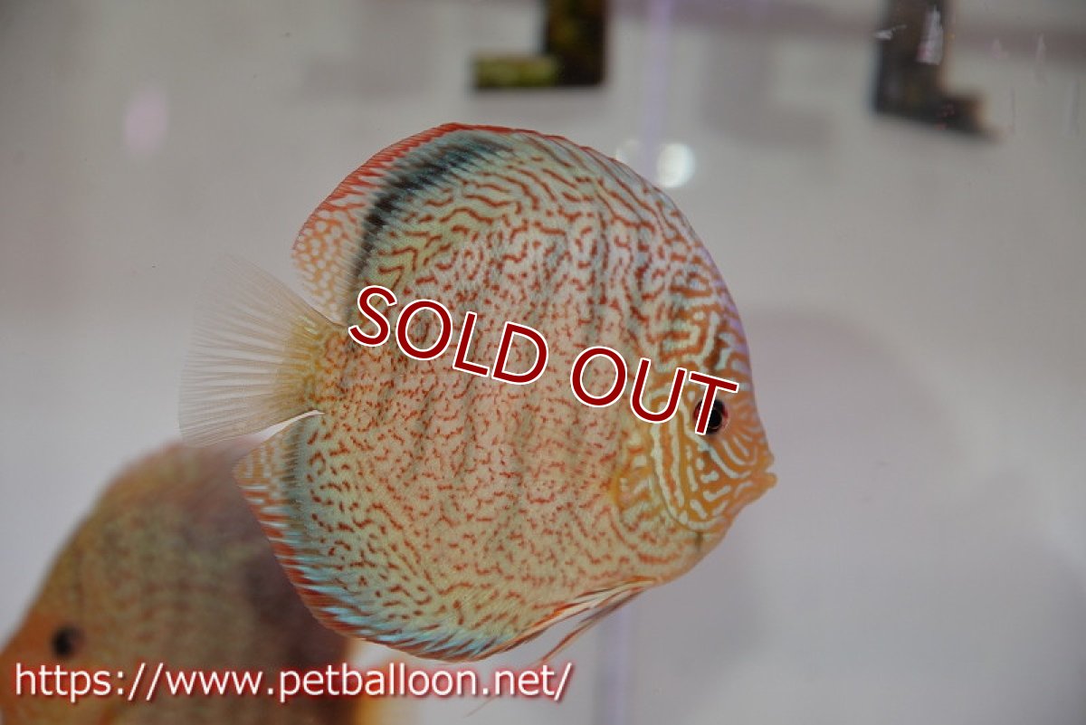 画像5: 【ディスカス】【通販】【産卵孵化経験あり】マジェスティックファイヤー（スーパーファインパターン＆ハイフォーム）【個体ペア販売】13cm（生体）マレーシア　NAディスカスファーム (5)