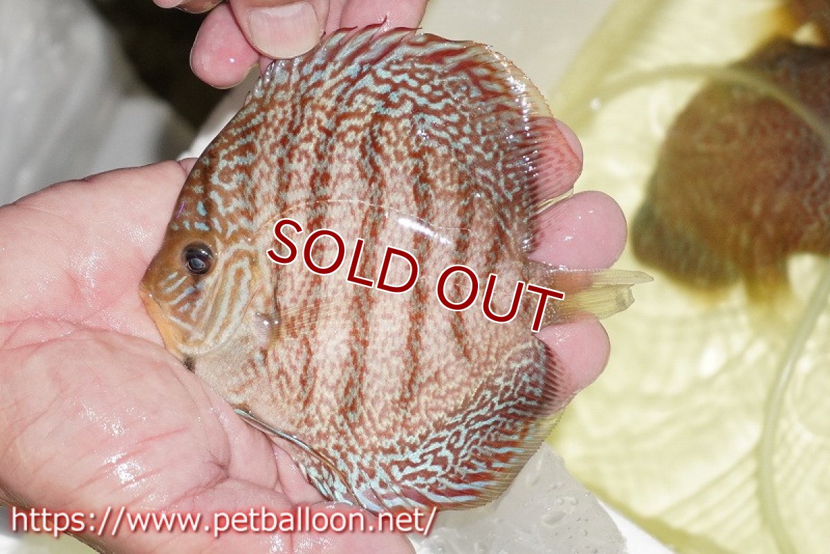 画像6: 【ディスカス】【通販】【産卵孵化経験あり】マジェスティックファイヤー（スーパーファインパターン＆ハイフォーム）【個体ペア販売】13cm（生体）マレーシア　NAディスカスファーム (6)