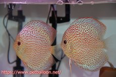 画像1: 【ディスカス】【通販】サクラレッドスポットグリーン　ハイフォーム【個体ペア販売】13-15cm（生体）マレーシア　KLディスカスファーム (1)