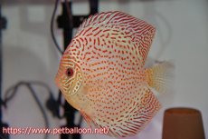 画像2: 【ディスカス】【通販】サクラレッドスポットグリーン　ハイフォーム【個体ペア販売】13-15cm（生体）マレーシア　KLディスカスファーム (2)