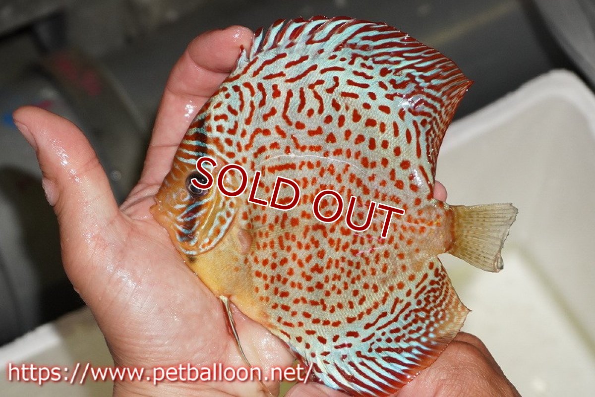 画像3: 【ディスカス】【通販】サクラレッドスポットグリーン　ハイフォーム【個体ペア販売】13-15cm（生体）マレーシア　KLディスカスファーム (3)