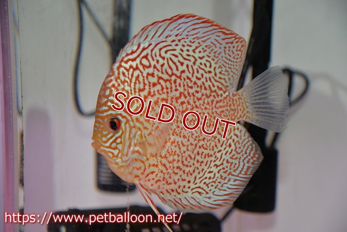 画像5: 【ディスカス】【通販】サクラレッドスポットグリーン　ハイフォーム【個体ペア販売】13-15cm（生体）マレーシア　KLディスカスファーム (5)