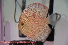 画像5: 【ディスカス】【通販】サクラレッドスポットグリーン　ハイフォーム【個体ペア販売】13-15cm（生体）マレーシア　KLディスカスファーム (5)