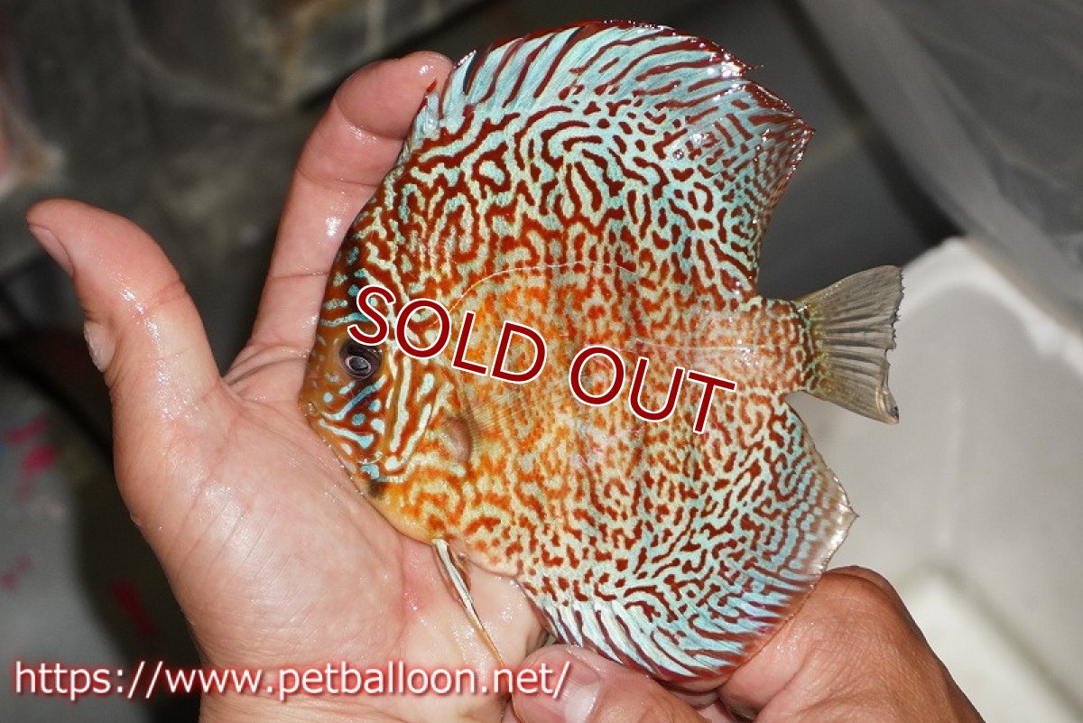 画像6: 【ディスカス】【通販】サクラレッドスポットグリーン　ハイフォーム【個体ペア販売】13-15cm（生体）マレーシア　KLディスカスファーム (6)