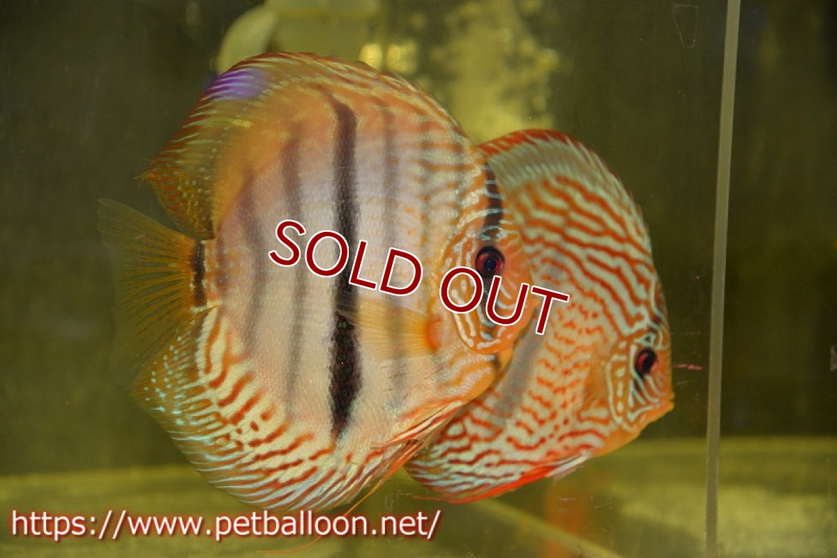 画像2: 【ディスカス】【通販】ジャイアントレッドターコイズ　ヘビーセンターバー【個体ペア販売】15-17cm（生体） (2)