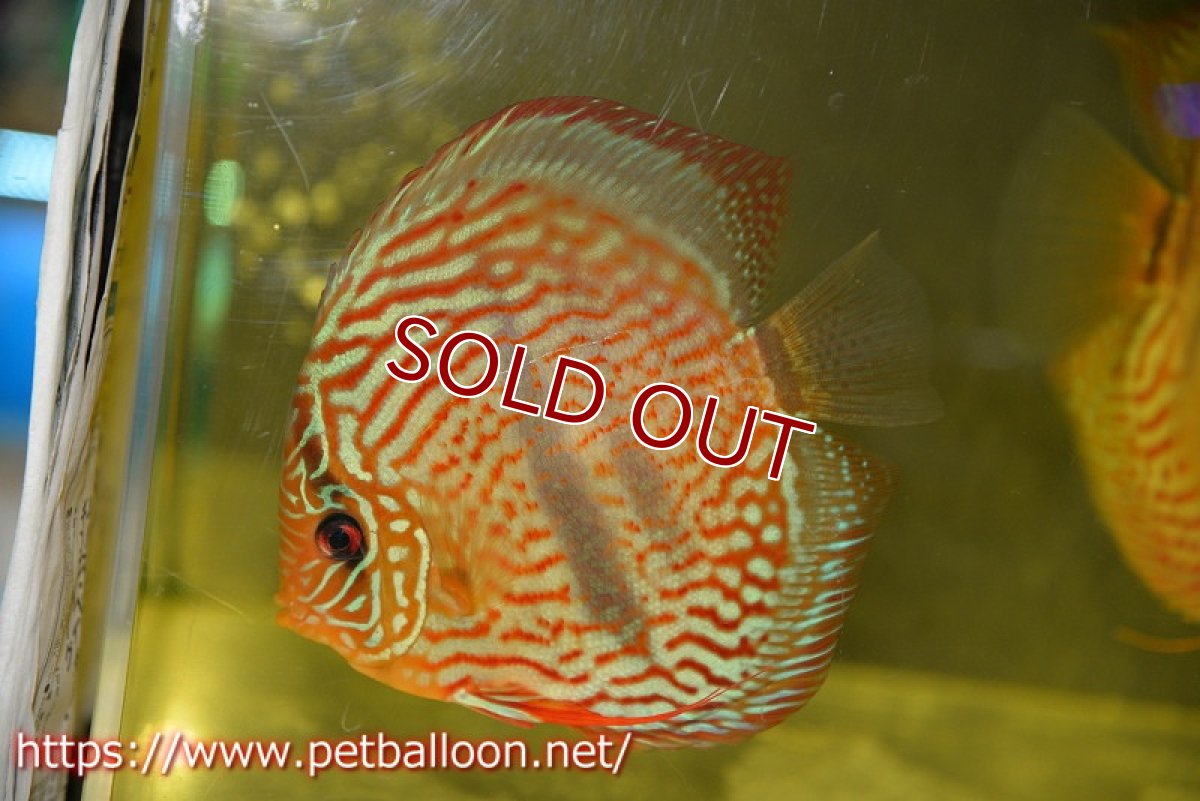 画像3: 【ディスカス】【通販】ジャイアントレッドターコイズ　ヘビーセンターバー【個体ペア販売】15-17cm（生体） (3)