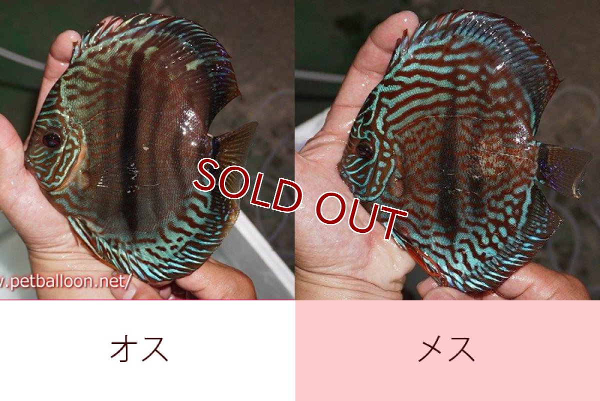 画像4: 【ディスカス】【通販】ジャイアントレッドターコイズ　ヘビーセンターバー【個体ペア販売】15-17cm（生体） (4)