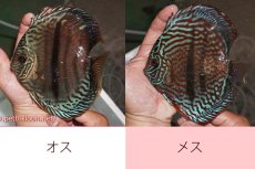 画像4: 【ディスカス】【通販】ジャイアントレッドターコイズ　ヘビーセンターバー【個体ペア販売】15-17cm（生体） (4)