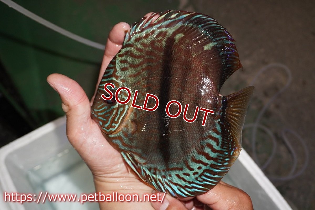 画像5: 【ディスカス】【通販】ジャイアントレッドターコイズ　ヘビーセンターバー【個体ペア販売】15-17cm（生体） (5)