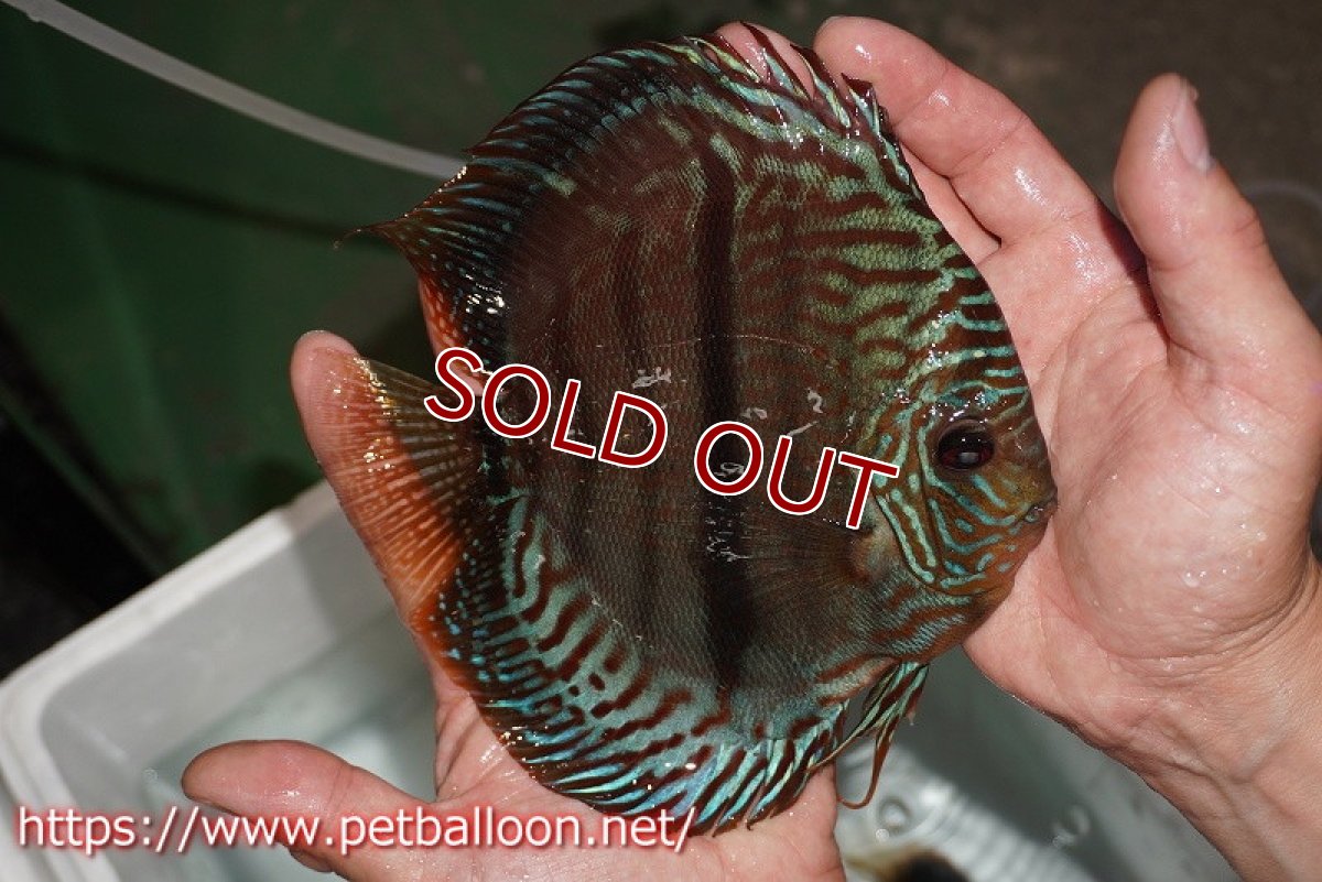 画像6: 【ディスカス】【通販】ジャイアントレッドターコイズ　ヘビーセンターバー【個体ペア販売】15-17cm（生体） (6)