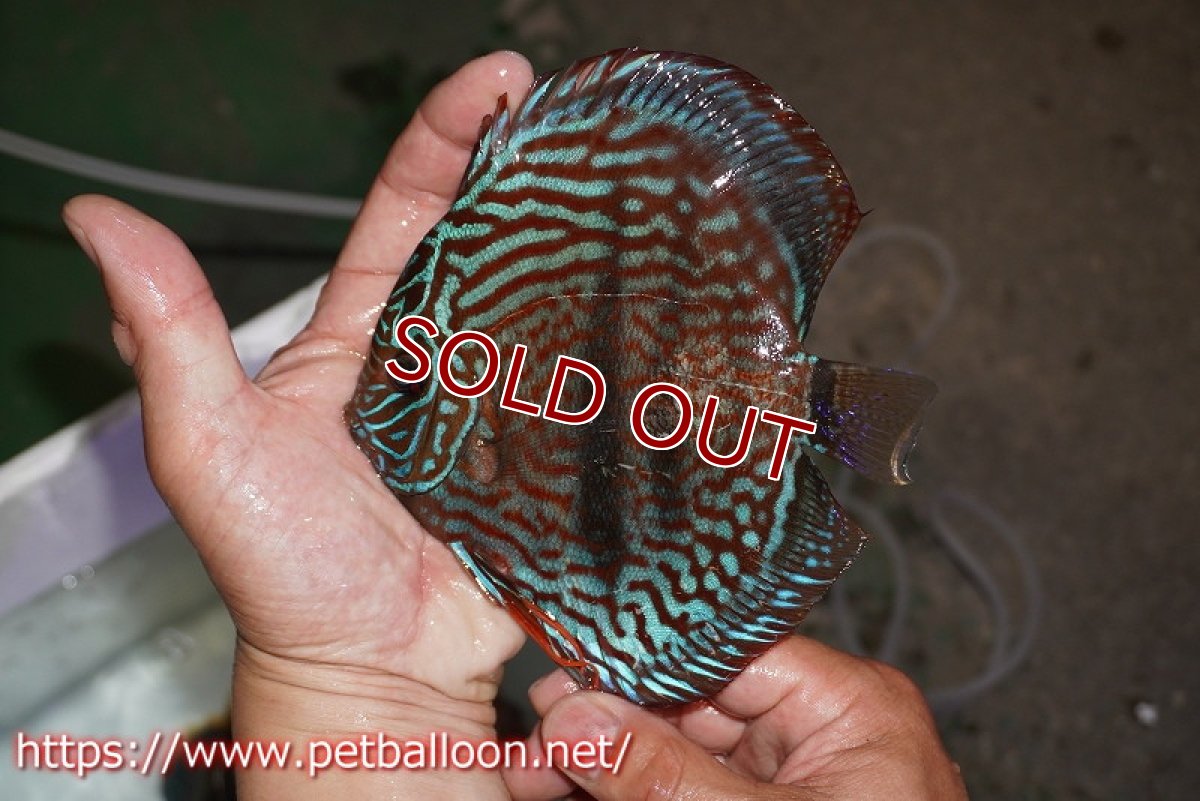 画像7: 【ディスカス】【通販】ジャイアントレッドターコイズ　ヘビーセンターバー【個体ペア販売】15-17cm（生体） (7)