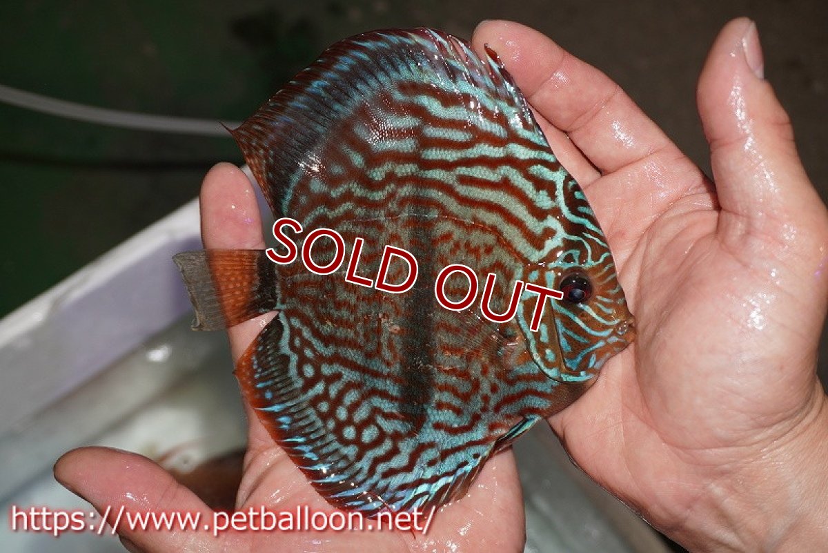 画像8: 【ディスカス】【通販】ジャイアントレッドターコイズ　ヘビーセンターバー【個体ペア販売】15-17cm（生体） (8)