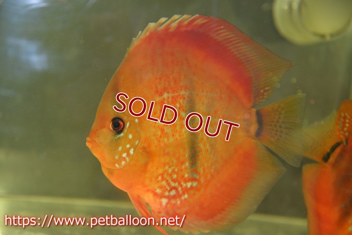 画像2: 【ディスカス】【通販】イサレッド【個体ペア販売】15-17cm（生体） (2)