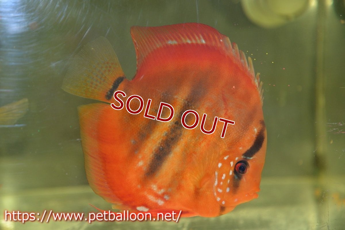 画像3: 【ディスカス】【通販】イサレッド【個体ペア販売】15-17cm（生体） (3)