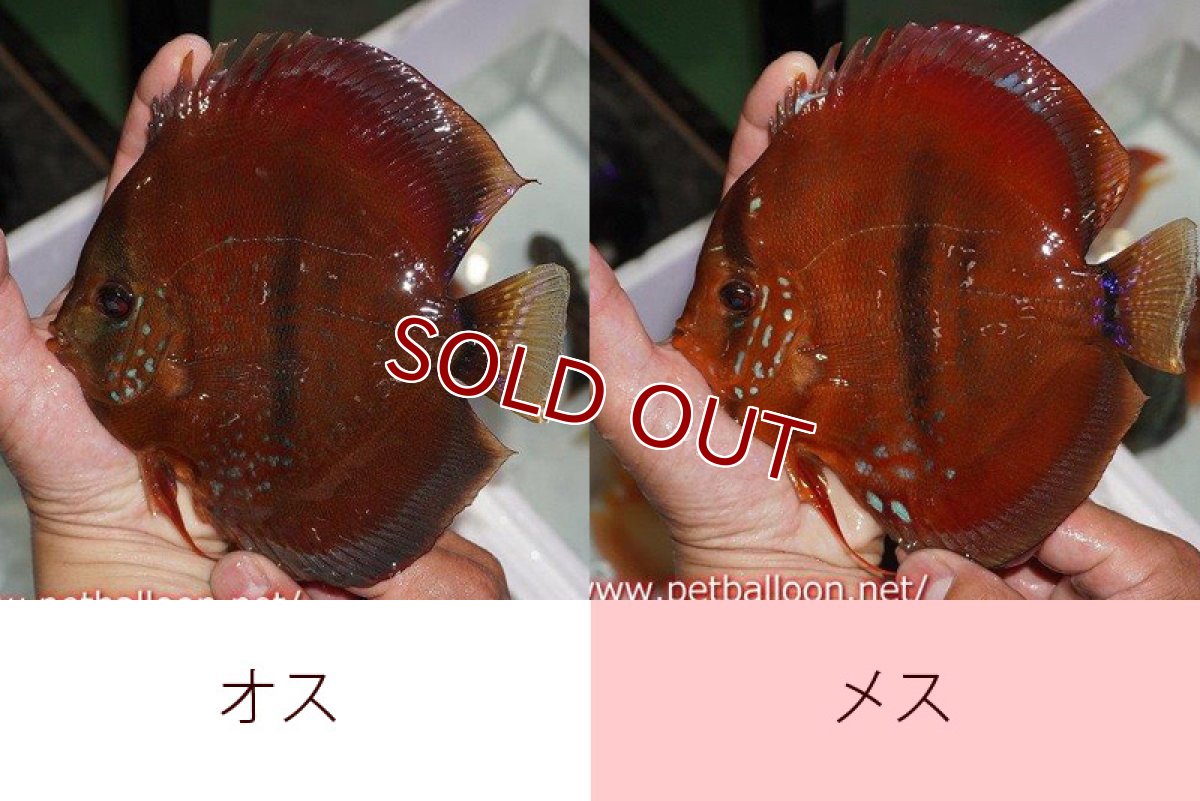 画像4: 【ディスカス】【通販】イサレッド【個体ペア販売】15-17cm（生体） (4)