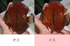 画像4: 【ディスカス】【通販】イサレッド【個体ペア販売】15-17cm（生体） (4)
