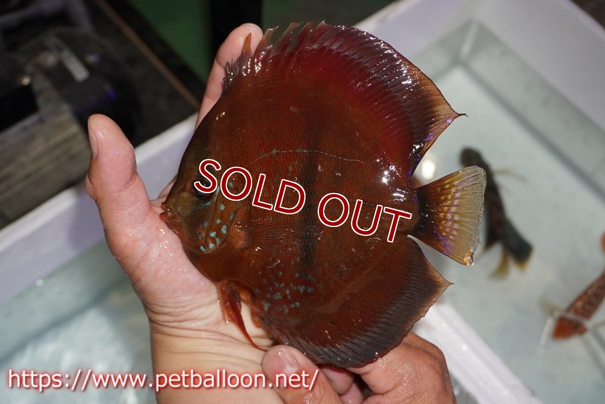 画像5: 【ディスカス】【通販】イサレッド【個体ペア販売】15-17cm（生体） (5)