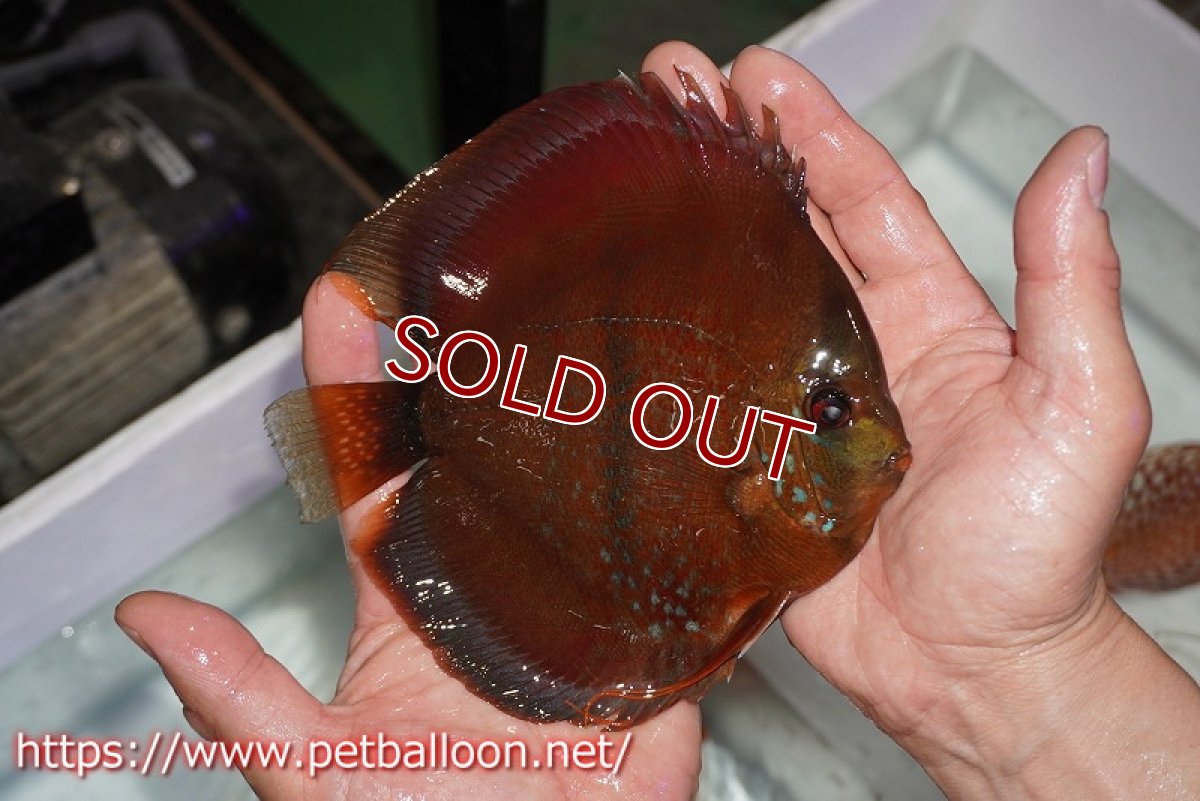 画像6: 【ディスカス】【通販】イサレッド【個体ペア販売】15-17cm（生体） (6)