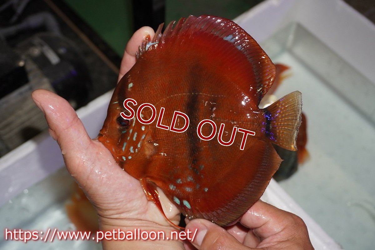 画像7: 【ディスカス】【通販】イサレッド【個体ペア販売】15-17cm（生体） (7)