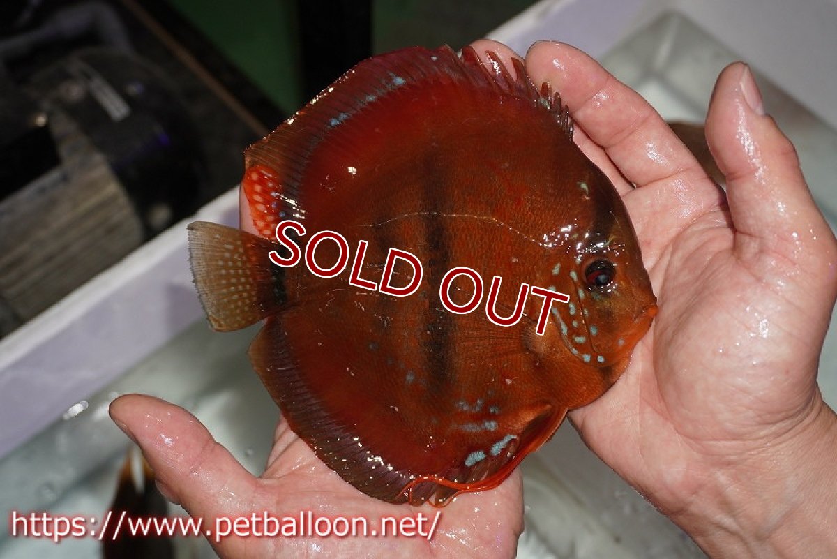 画像8: 【ディスカス】【通販】イサレッド【個体ペア販売】15-17cm（生体） (8)