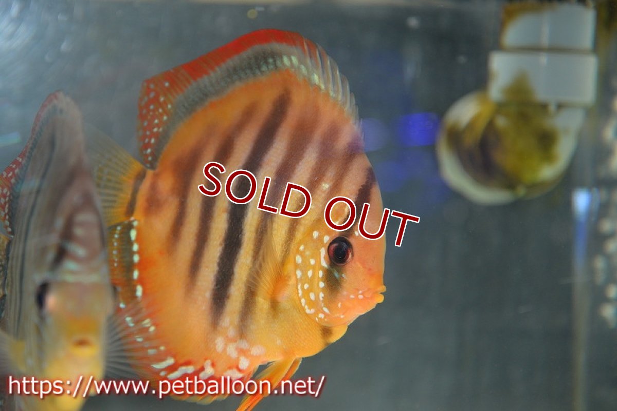 画像2: 【ディスカス】【通販】イサレッド【個体ペア販売】15-16cm（生体） (2)