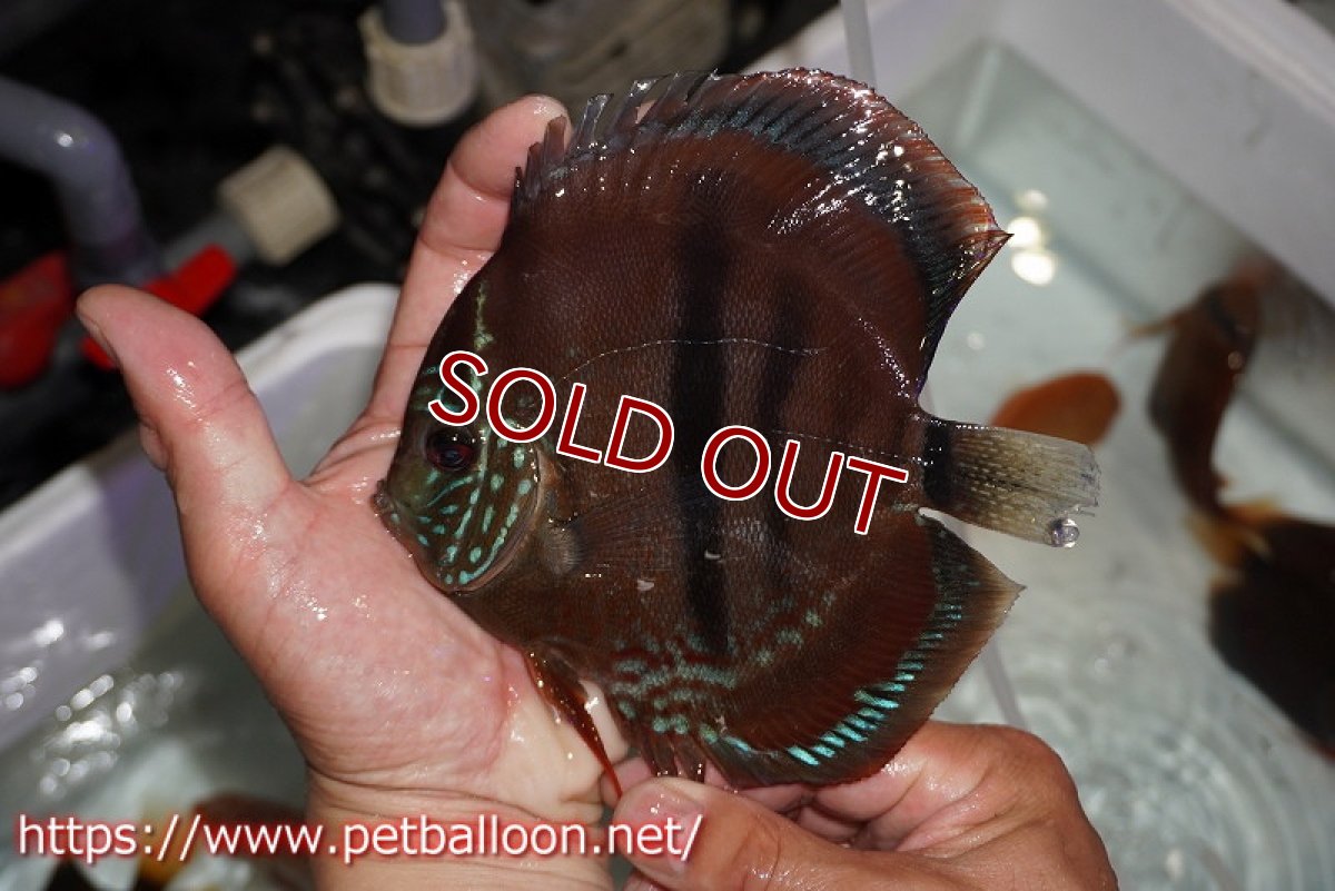 画像3: 【ディスカス】【通販】イサレッド【個体ペア販売】15-16cm（生体） (3)