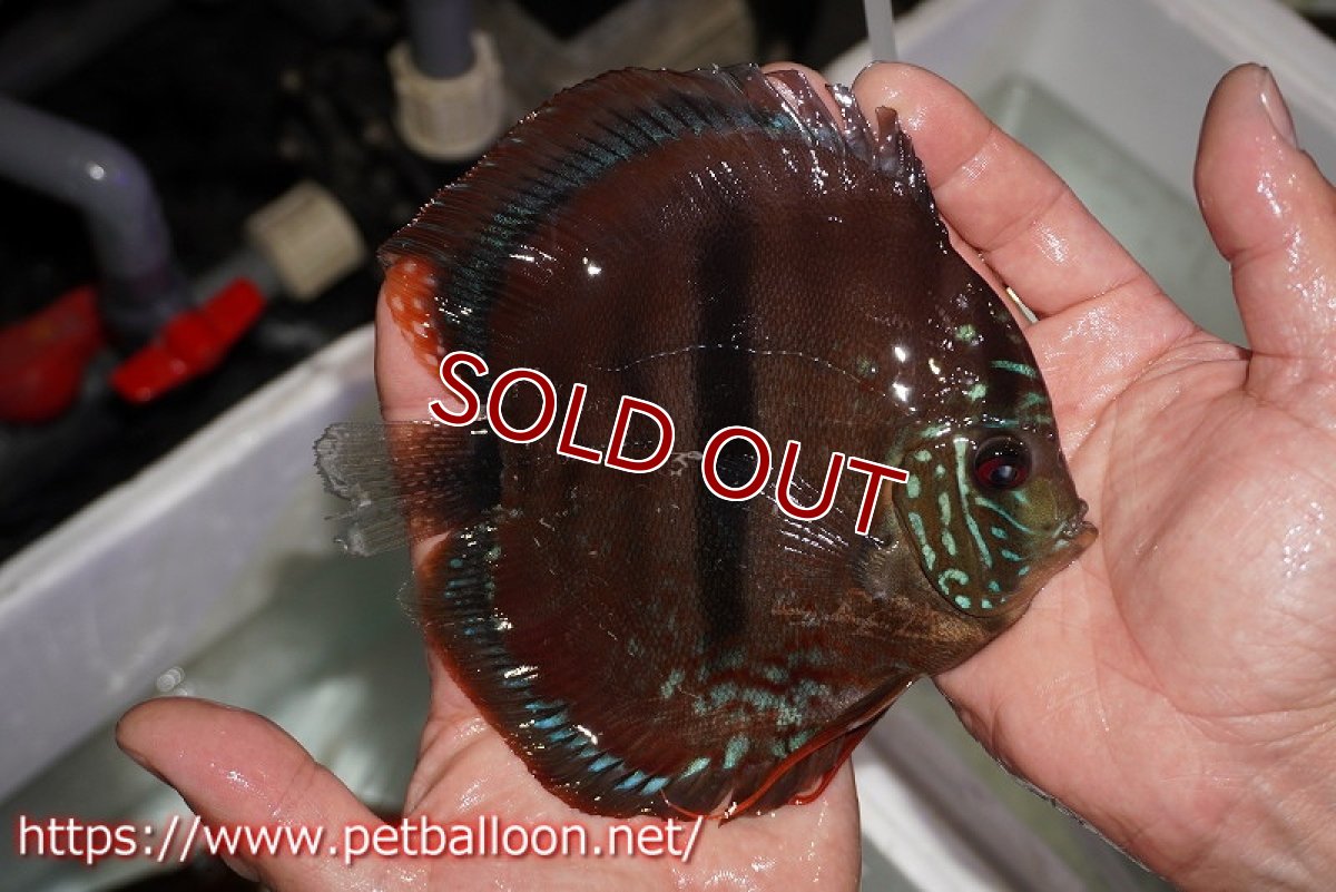 画像4: 【ディスカス】【通販】イサレッド【個体ペア販売】15-16cm（生体） (4)