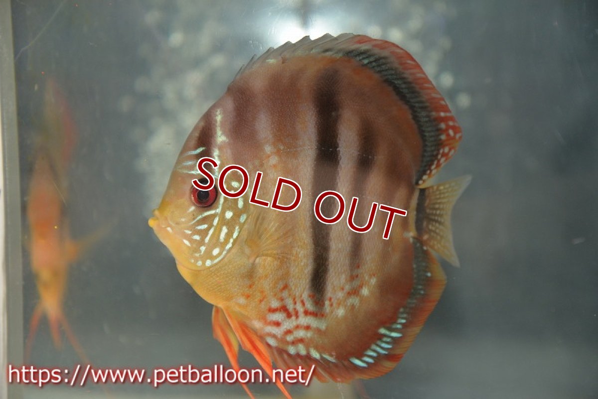 画像5: 【ディスカス】【通販】イサレッド【個体ペア販売】15-16cm（生体） (5)