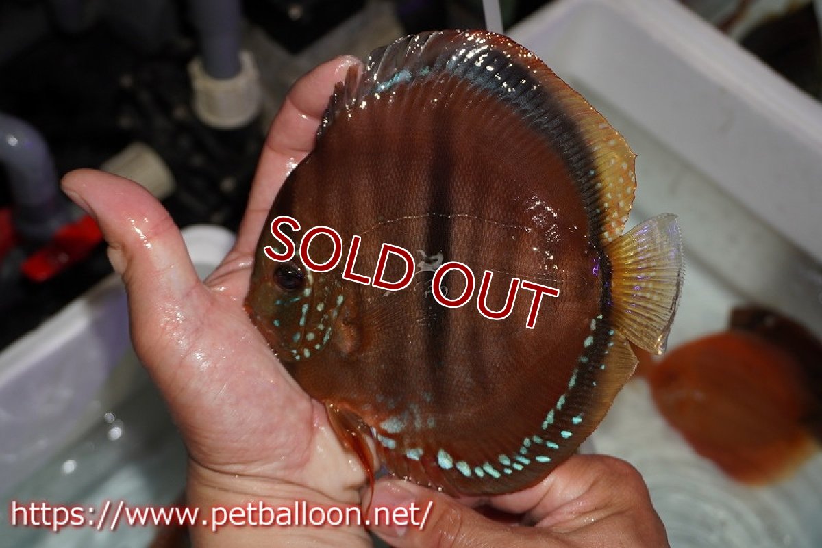 画像6: 【ディスカス】【通販】イサレッド【個体ペア販売】15-16cm（生体） (6)