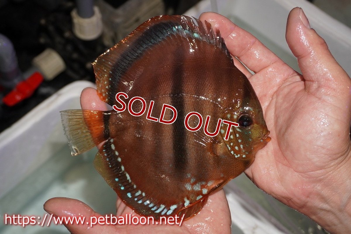 画像7: 【ディスカス】【通販】イサレッド【個体ペア販売】15-16cm（生体） (7)