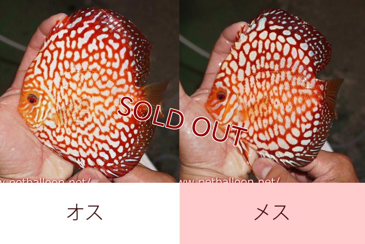 画像1: 【ディスカス】【通販】スターダストポルカドット【個体ペア販売】15cm（生体） (1)