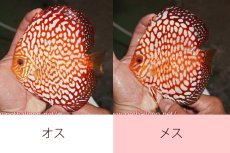 画像1: 【ディスカス】【通販】スターダストポルカドット【個体ペア販売】15cm（生体） (1)
