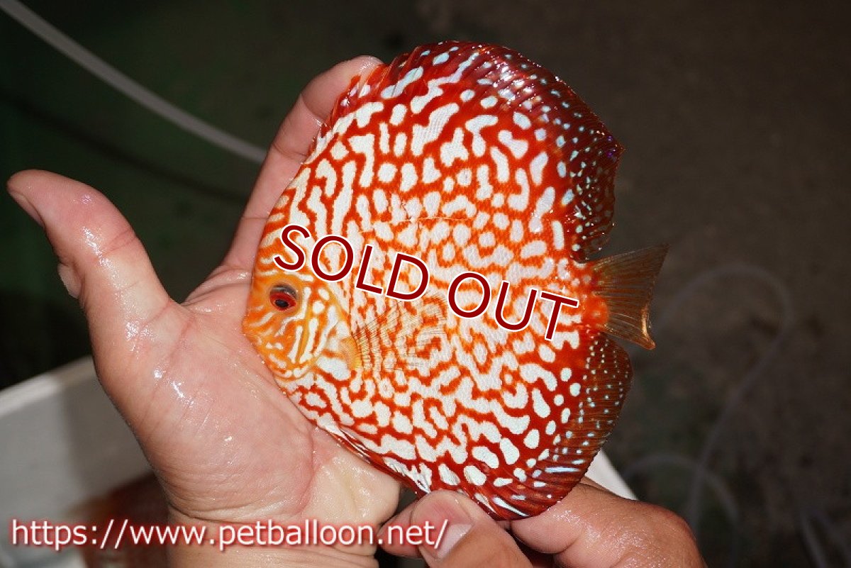 画像2: 【ディスカス】【通販】スターダストポルカドット【個体ペア販売】15cm（生体） (2)